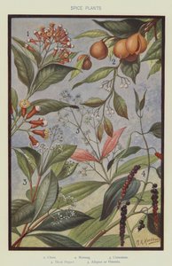 Plantes épicées